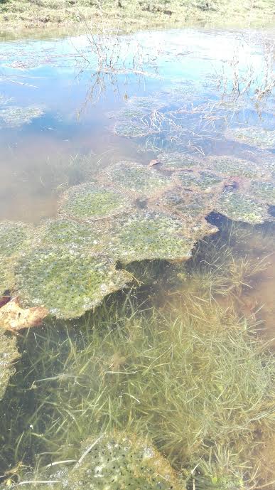 migrazione rospi rane rana dalmatina uova di rana pratoni del vivaro 2017