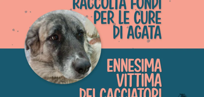 raccolta fondi agata, vittime della caccia, vittima dei cacciatori, cure, riabilitazione, gofoundme, 5x1000